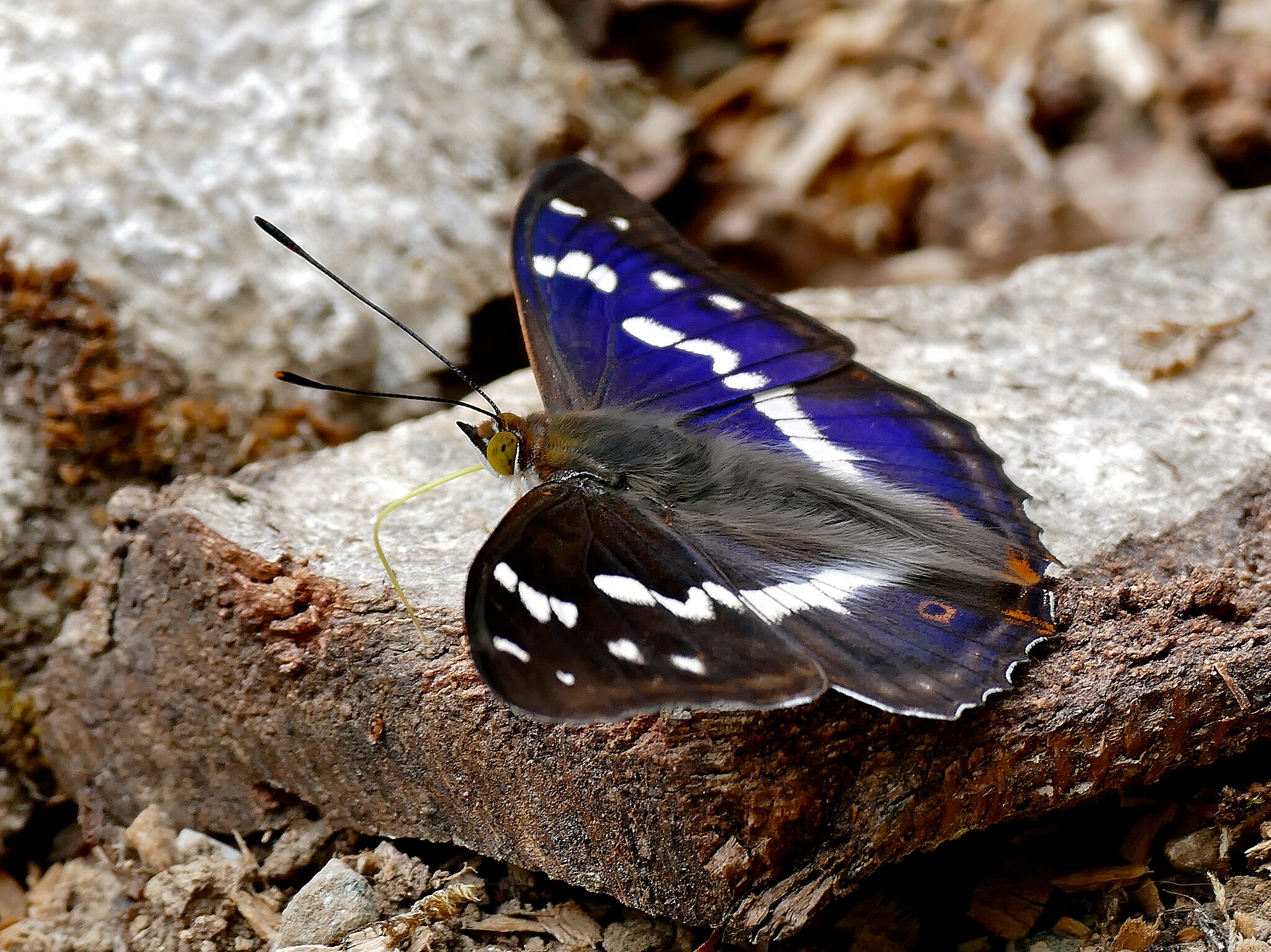 Purple Emperor (Apatura iris) male